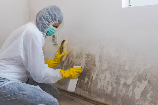 Professional Mold Removal in Millersburg, OR