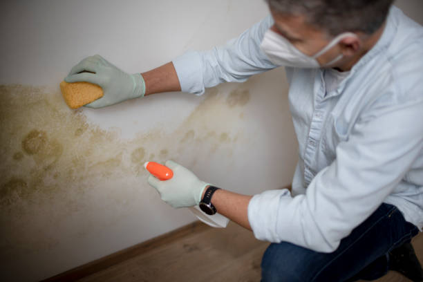 Best Commercial Mold Removal  in Millersburg, OR